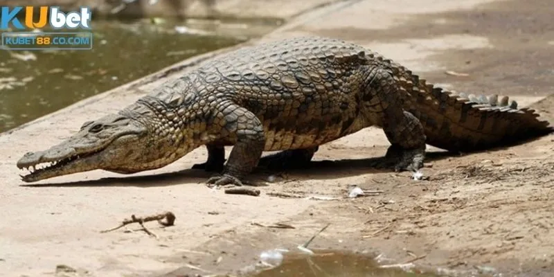 Mơ thấy cá sấu - Giải mã giấc mơ và đi tìm những con số đẹp